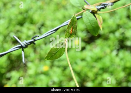 Eine orangefarbene Lynxspinne (Oxyopidae), die auf einer Blattoberfläche sitzt, die auf einem Stacheldrahtzaun in einem Wildgebiet wächst Stockfoto