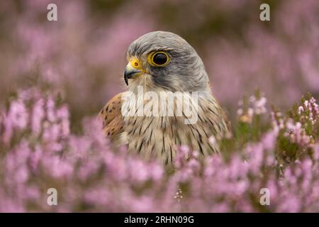 Kestrel, wissenschaftliche Bezeichnung: Falco tinnunculus. Nahaufnahme eines erwachsenen männlichen Kestrel in blühendem rosa Heidekraut auf bewirtschaftetem Moorland in Nidderdale, Yorkshire Stockfoto