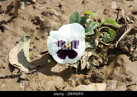 Gartenstiefmütterchen (Viola x wittrockiana) mit weißen und violetten Farben : (Pixel Sanjiv Shukla) Stockfoto