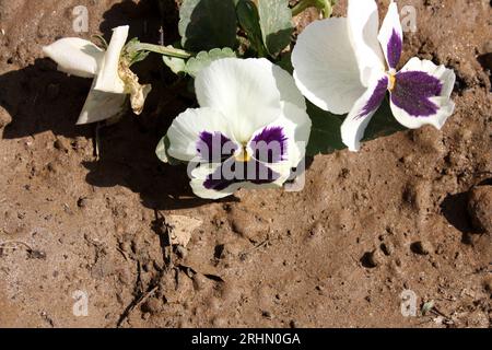 Gartenstiefmütterchen (Viola x wittrockiana) mit weißen und violetten Farben : (Pixel Sanjiv Shukla) Stockfoto