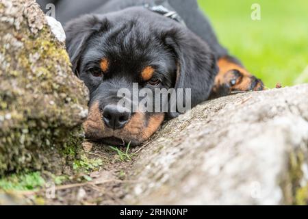 Rottweiler Welpen Stockfoto