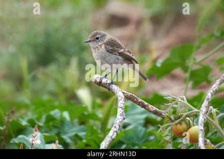 Kanarische Steinechat (Saxicola dacotiae) Weibchen in einem Garten mit Tomatenpflanzen auf Fuerteventura Stockfoto