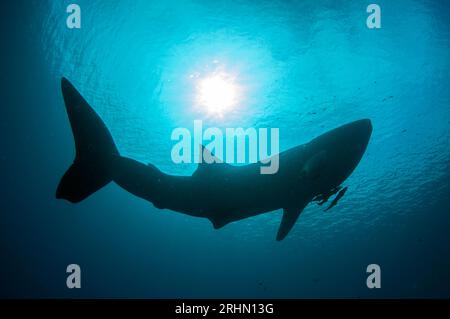 Silhouette des Walhais, Rhincodon Typus, mit Live Sharksucker, Echeneis naucrates, Cenderawasih Bay, West Papua, Indonesien Stockfoto