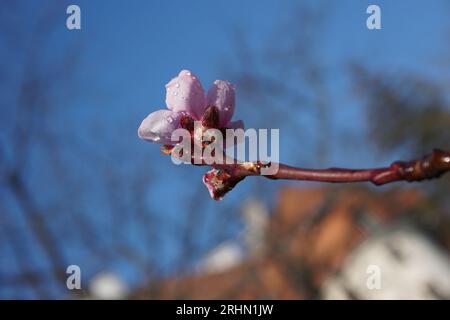 Pfirsichblüte im Frühjahr mit Morgentau Stockfoto