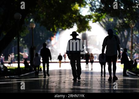 Ein allgemeiner Blick in den Hyde Park, Sydney. Bilddatum: Donnerstag, 17. August 2023. Stockfoto