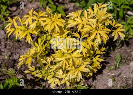 Nahaufnahme des leuchtend gelben Laubs des blutenden Herzens „Weißgold“. Lamprocapnos Dicentra spectabilis Stockfoto