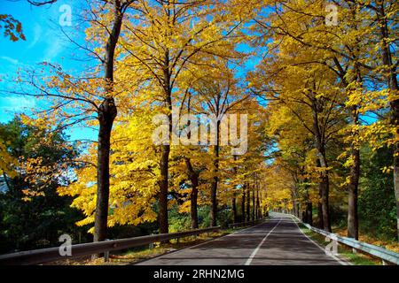 Foglie gialle im Autunno nel Montefeltro Stockfoto