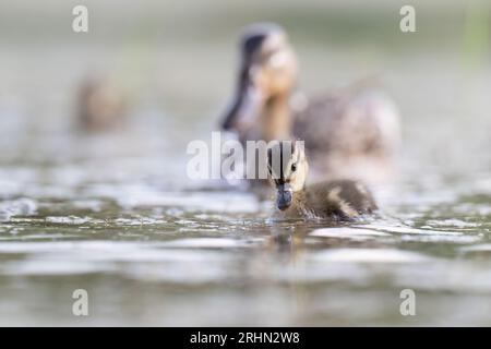 Sanfte Stockente (Anas platyrhynchos) Stockfoto