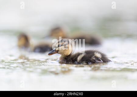 Sanfte Stockente (Anas platyrhynchos) Stockfoto