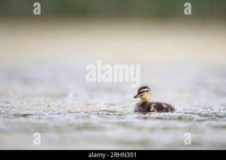 Sanfte Stockente (Anas platyrhynchos) Stockfoto