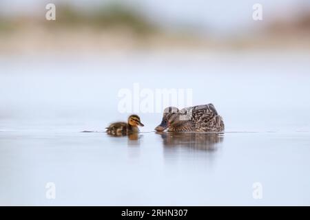 Sanfte Stockente (Anas platyrhynchos) Stockfoto