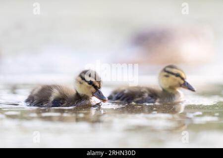 Sanfte Stockente (Anas platyrhynchos) Stockfoto