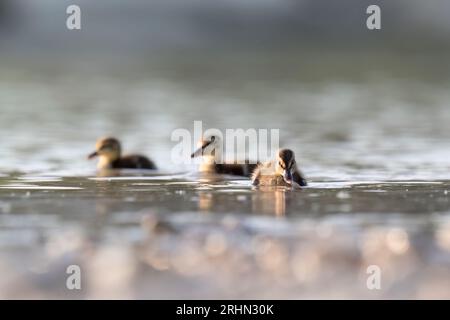 Sanfte Stockente (Anas platyrhynchos) Stockfoto