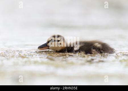 Sanfte Stockente (Anas platyrhynchos) Stockfoto