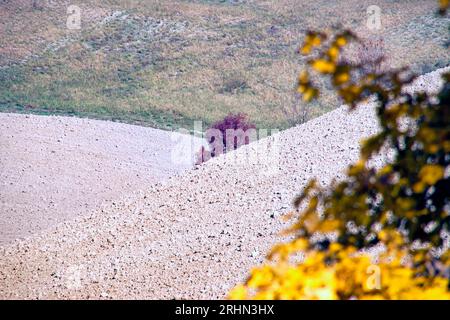 Foglie gialle im Autunno nel Montefeltro Stockfoto