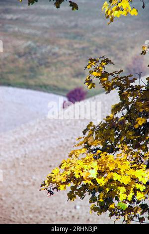 Foglie gialle im Autunno nel Montefeltro Stockfoto