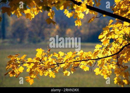 Foglie gialle im Autunno nel Montefeltro Stockfoto