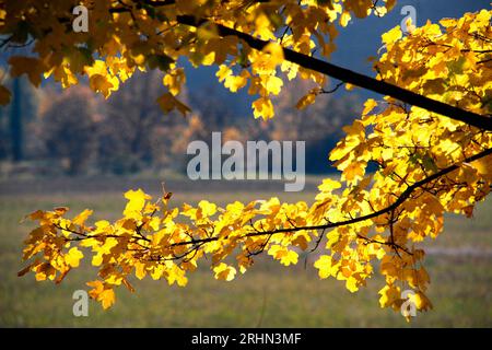 Foglie gialle im Autunno nel Montefeltro Stockfoto