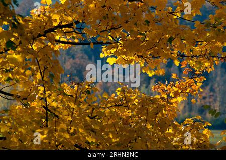 Foglie gialle im Autunno nel Montefeltro Stockfoto