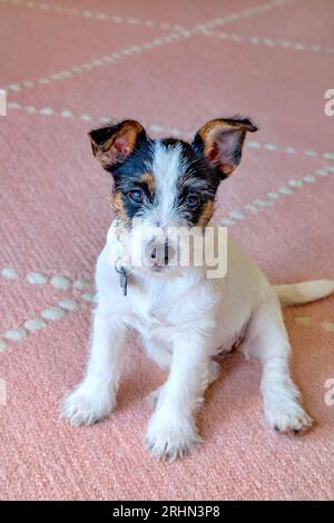 Drei Monate Jack Russell Welpe Hund auf einem rosa Teppich Stockfoto