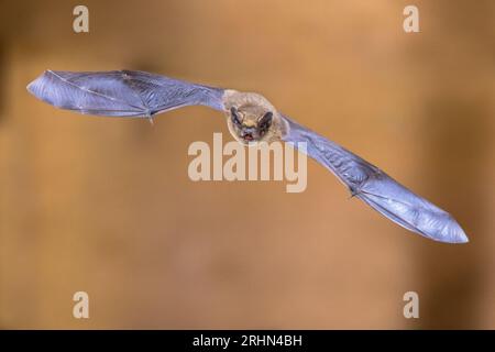 Flying pipistrelle bat (Pipistrellus pipistrellus) Aktion Schuß auf Holz-dachgeschoss von Haus mit hellen Hintergrund Stockfoto