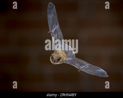 Pipistrelle bat (Pipistrellus pipistrellus) fliegen am Dachboden des Hauses vor der Mauer in der Dunkelheit. Diese Sorte ist bekannt für Rast- und Leben Stockfoto