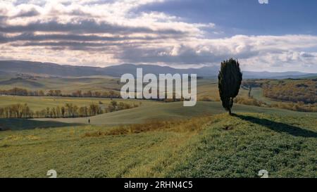 Einsamer Cypressbaum auf einem Hügel im Val d'Orcia Tuscany, Italien, April. Stockfoto