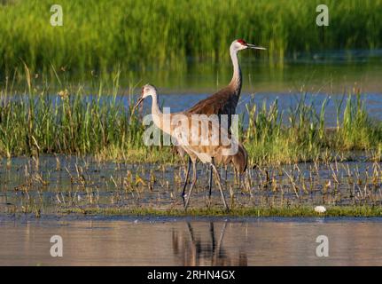 Ein Paar Sandhill Cranes (Grus canadensis) spazieren durch die Feuchtgebiete in Farmington Bay Waterfowl Management Area, Farmington, Davis County, Utah, USA. Stockfoto