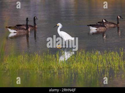 Ein eleganter Snowy Egret (Egretta thula) waten im Wasser mit vier kanadischen Gänsen (Branta canadensis) im Hintergrund in Farmington Bay WMA, Utah. Stockfoto