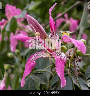 Die Nahaufnahme einer Blume von Ceiba speciosa, dem Seidenseidenbaum der Seidenseidenbaum (Ceiba speciosa, ehemals Chorisia speciosa), ist ein Membe Stockfoto