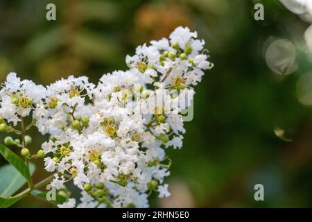 Weißer blühender Kreppmyrtenbaum (Lagerstroemia indica). Dieser Laubbaum blüht von Juli bis September in verschiedenen Farben. Im August fotografiert Stockfoto