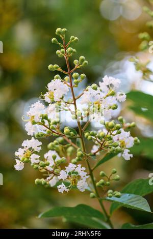 Weißer blühender Kreppmyrtenbaum (Lagerstroemia indica). Dieser Laubbaum blüht von Juli bis September in verschiedenen Farben. Im August fotografiert Stockfoto