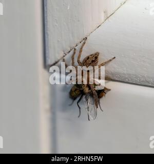 Spinnenfütterung auf einer Fliege springende Spinnen verfolgen ihre Beute, bevor sie aus wenigen Zentimetern Entfernung darauf springen. Stockfoto