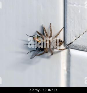 Spinnenfütterung auf einer Fliege springende Spinnen verfolgen ihre Beute, bevor sie aus wenigen Zentimetern Entfernung darauf springen. Stockfoto