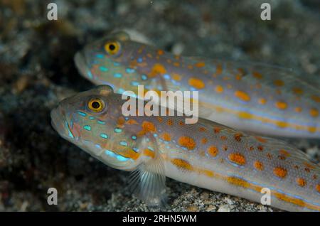 Ein Paar von Orange-Dashed Goby, Valenciennea puellaris, auf schwarzem Sand, Kareko Batu Tauchplatz, Lembeh Straits, Sulawesi, Indonesien Stockfoto