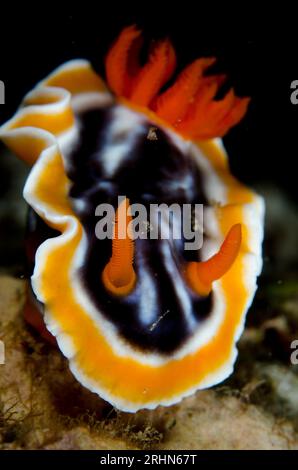 Magnificent Chromodoris Nudibranch, Chromodoris Magnifica, Tanjung Kubur Tauchplatz, Lembeh Straits, Sulawesi, Indonesien Stockfoto