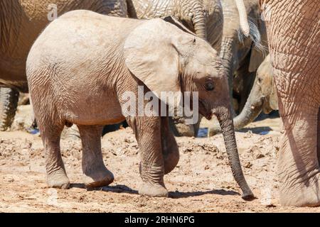 Elefant im Ethosa-Nationalpark, Namibia Stockfoto