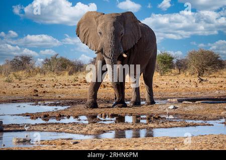 Elefant im Ethosa-Nationalpark, Namibia Stockfoto