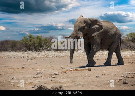 Elefant im Ethosa-Nationalpark, Namibia Stockfoto