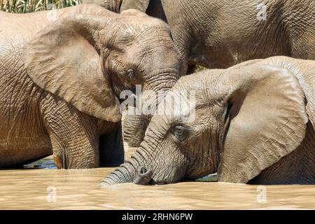 Elefant im Ethosa-Nationalpark, Namibia Stockfoto