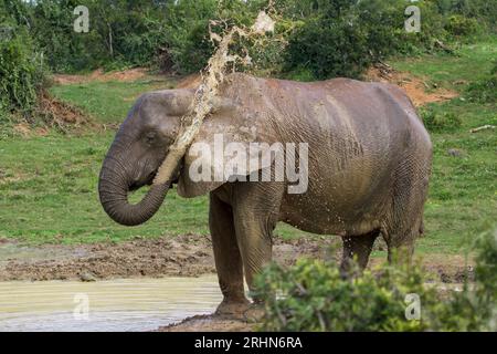 Elefanten im Addo-Nationalpark, Südafrika Stockfoto
