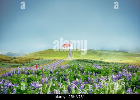 Wunderschöne heilige Ingjaldsholskirkja-Kirche auf einem Hügel mit Lupinen-Wildblumenblüte und weiblichen Touristen, die im Sommer bei Snaefellsnes Penins im Nebel genießen Stockfoto