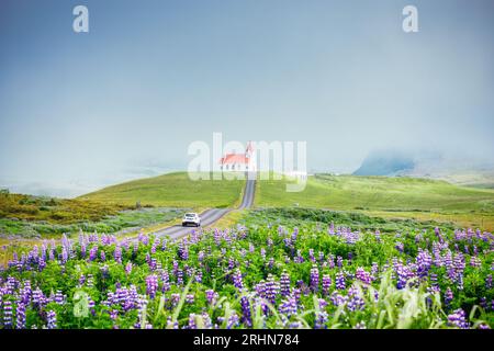 Wunderschöne heilige Ingjaldsholskirkja Kirche auf einem Hügel mit Lupinen Wildblumen blühen im Nebel im Sommer auf der Halbinsel Snaefellsnes, Island Stockfoto