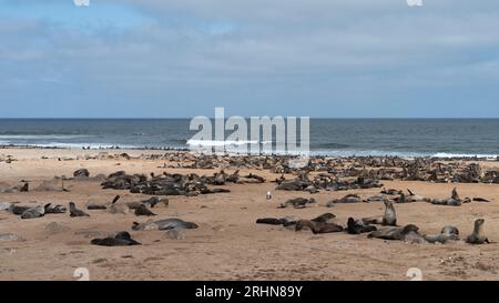 Kappelzrobben in der kapkreuzrobbenreserve Stockfoto