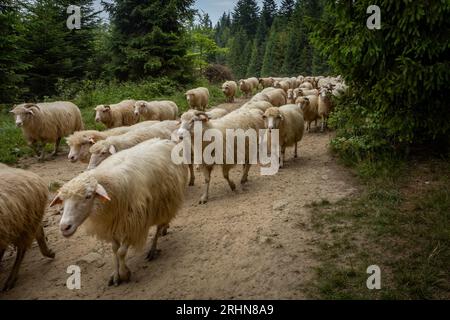 Eine Schafherde, die einen Waldweg in den Bergen von Pieniny, Polen, wandert. Stockfoto