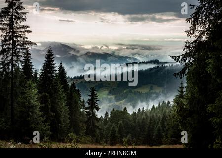 Nebel steigt aus Tälern nach Regen in den Bergen von Beskid Sadecki, Polen. Kiefernwald im Vordergrund. Stockfoto