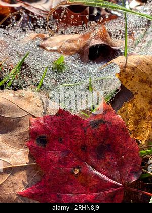 Nahaufnahme von Herbstlaub, Spinnennetz und Tau Stockfoto