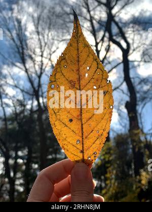 Einzelnes gelbes Blatt in der Hand Stockfoto