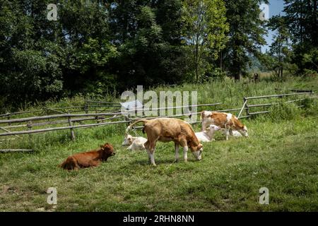 Eine Kälberherde auf einem Weidefeld im Pieninischen Gebirge, Polen. Stockfoto