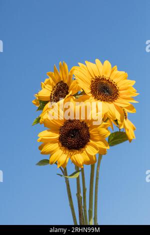 Eine Gruppe blühender Sonnenblumen gegen den blauen Himmel vertikal Stockfoto
